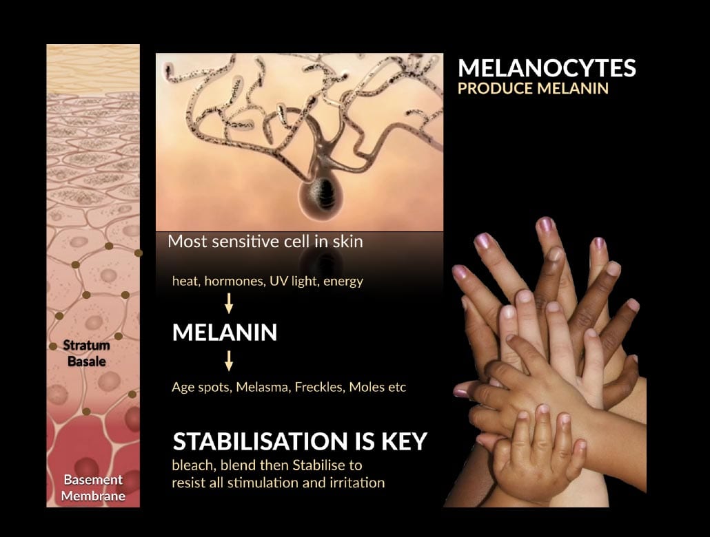 Melanocytes Produce Melanin